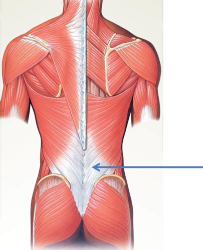 Chapter Anatomy And Physiology Muscles Flashcards Quizlet