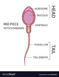 Human Development In Utero Fertilization To Birth Flashcards Quizlet