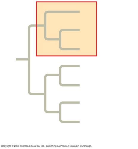 Bio 152 Exam 2 Flashcards Quizlet