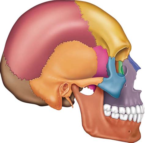 Biology Anatomy And Physiology Cranial And Facial Bones Diagram