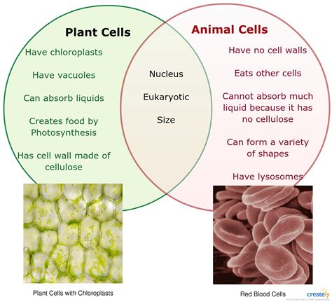 Okonkwo And Unoka Similarities Venn Diagram Obierika And Oko