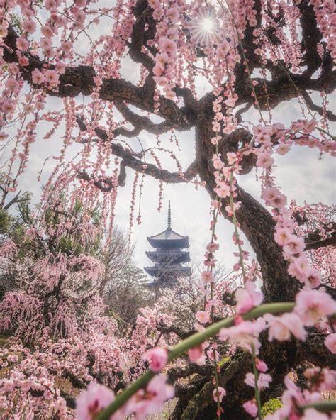 Cleolinda Everywhere Cherry Blossom Japan Pretty Landscapes