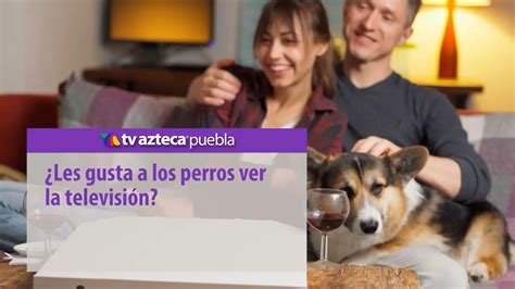 Descubre Si Los Perros Realmente Entienden Lo Que Ven En La Televisi N