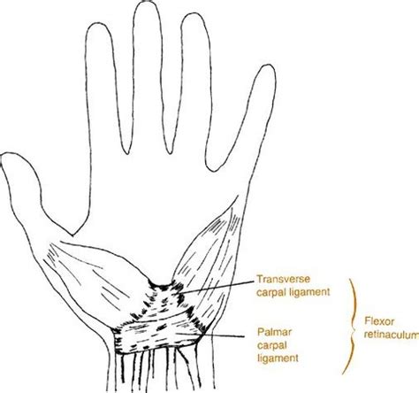 Anatomy And Function Of The Hand And Fingers Flashcards Quizlet