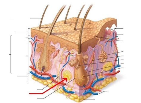 Bio Anatomy And Physiology Exam Diagrams Flashcards Quizlet