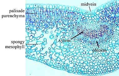 Plant Anatomy Lab 3 Xylem And Phloem Flashcards Quizlet