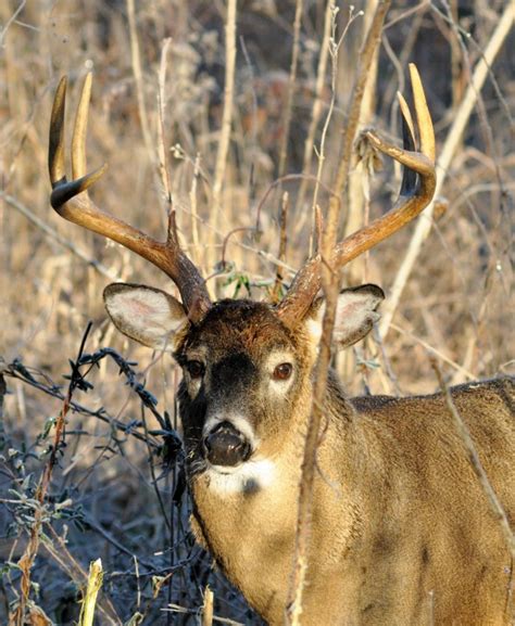 Deer Season Nc Cast Lena Grace