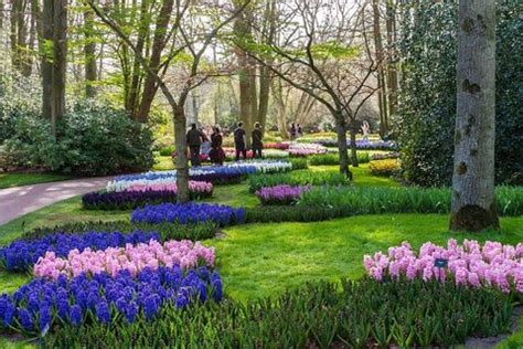 Amsterdam To Keukenhof Gardens Private Transfer By Luxury Minivan In