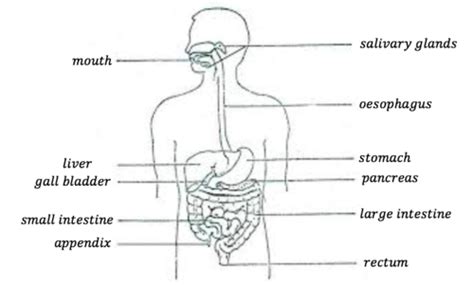 Digestion Flashcards Quizlet