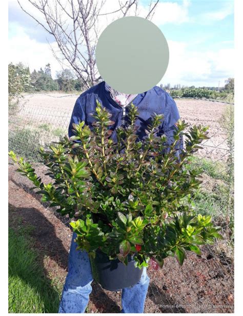 Azalea Japonica Schneewittchen Azal E Japonaise