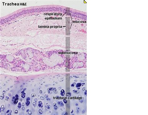 A P LAB PRAC 3 HIstology Flashcards Quizlet