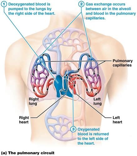 The Cardiovascular System Heart Anatomy And Physiology Flashcards