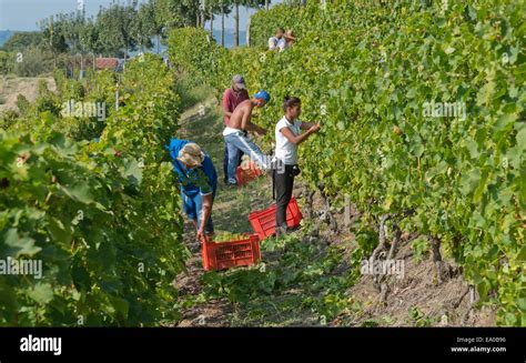 Italy Panorama Of Vineyards Of Piedmont Langhe Roero And Monferrato On