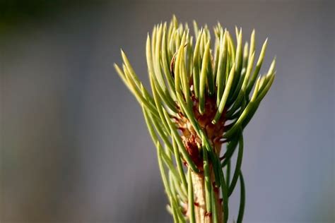 Pine Top Fir Branch Needles Free Photo On Pixabay