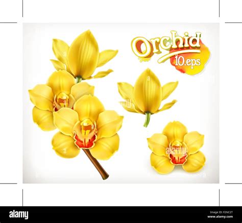 Orchid Flowers Vector Icon Set Stock Vector Image Art Alamy