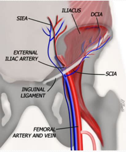 Arterial Anatomy Hemodynamics Flashcards Quizlet