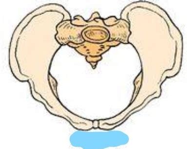 Ob Exam Intrapartum And Postpartum Flashcards Quizlet