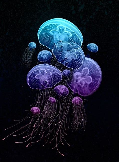 Pin By Kayleen Mayfield On Iphone Wallpapers Jellyfish Art