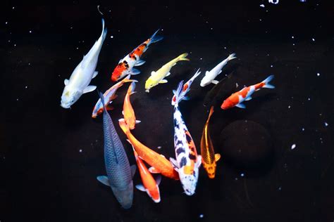 koi nishikigoi fish species profile