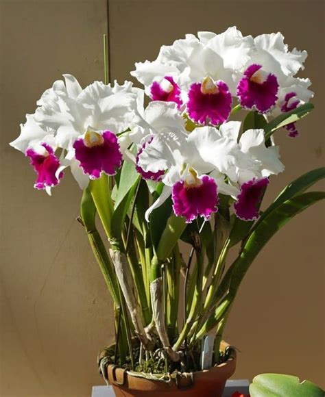 Cattleya Stephen Oliver Fouraker Orqu Deas Flores Incomuns Flores