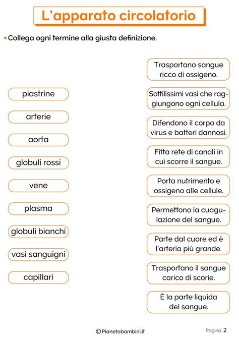 Lapparato Circolatorio Schede Didattiche Per La Scuola Primaria