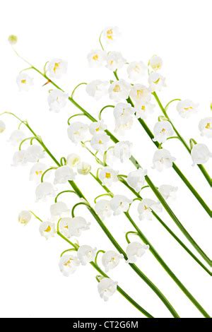 Flowers Lily Isolated On White Background Stock Photo Alamy