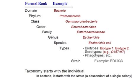 Food Microbio Module 1 Flashcards Quizlet