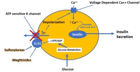 Antiglycemics Secretagogues Alpha Glucosidase Inhibitors Flashcards