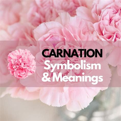 Carnation Flowers Symbolism At Don Sanders Blog