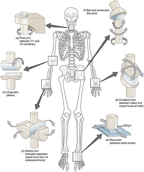 learn joint anatomy type movements teachmeanatomy