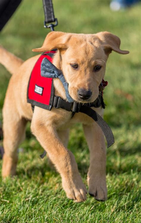 Adi S Al Arn S Noruego Para Perros Piden A Los Due Os De Mascotas