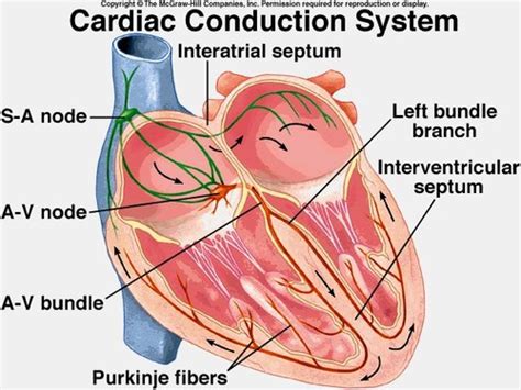 Assessment Of The Cardiovascular System Flashcards Quizlet