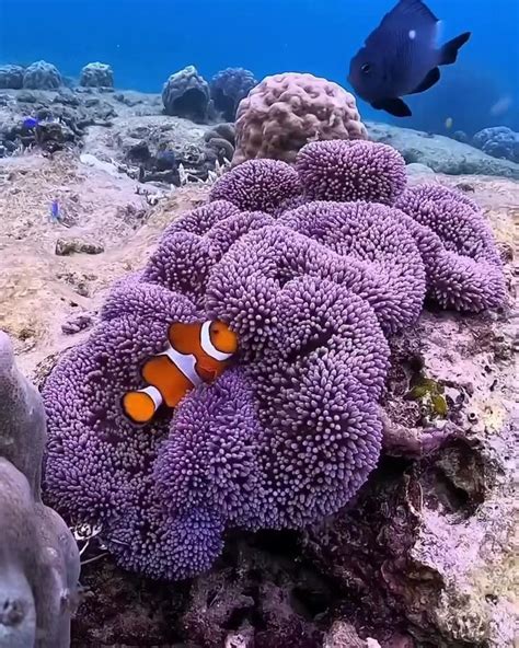 A Clownfish Never Leaves Its Anemone Home Unprotected Weird Sea