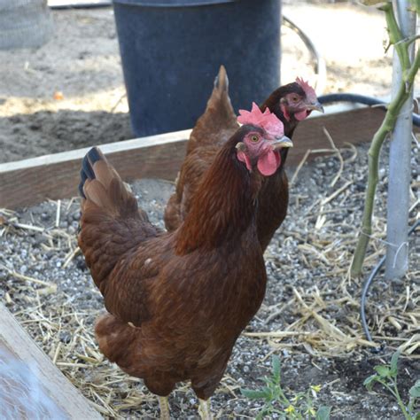 Rhode Island Red Chicken Height At Kelly Kline Blog