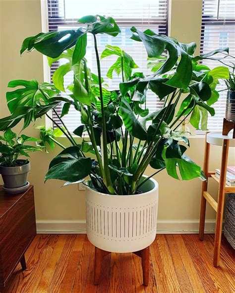 Monstera Plant Care And Propagation Guide