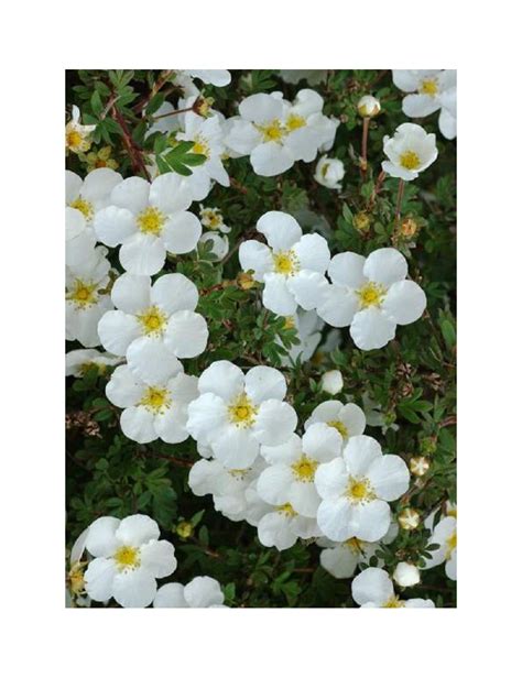 Potentilla Fruticosa Abbotswood Potentille