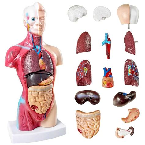 11 Inch Medische Torso Menselijk Lichaam Model Anatomie Pop 15