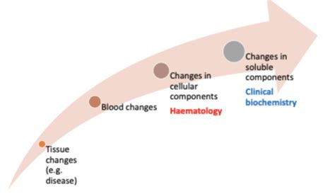 Haemogram And Rbc Abnormalities Flashcards Quizlet