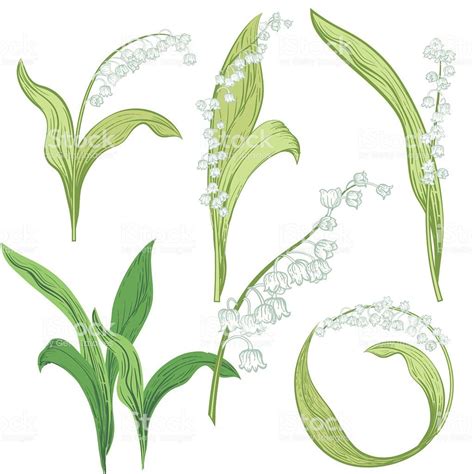 Lily Of The Valley Flowers