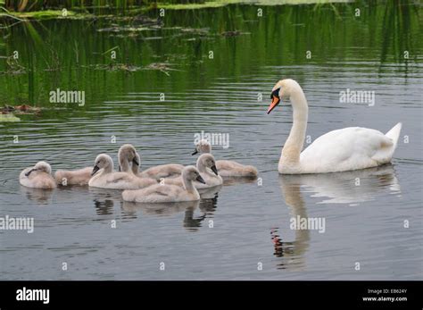 Mute Swan Cygnets And Mother Reflected In Water Stock Photo Alamy