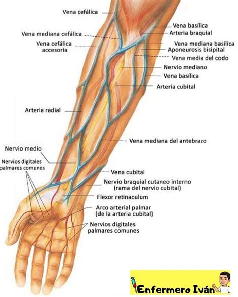 Enfermero Iv N Venas Y Arterias Del Brazo Comparte