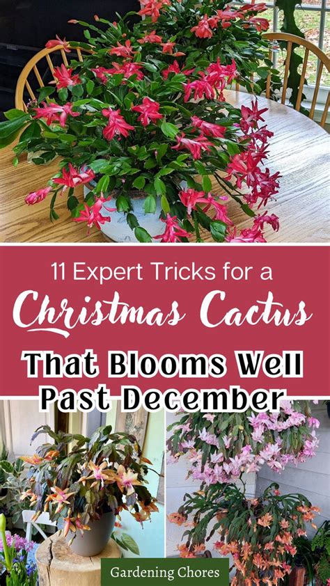 11 Essential Secrets To Keep Your Christmas Cactus Blooming Beyond The