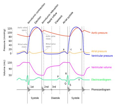 The Cardiovascular System Heart Flashcards Quizlet