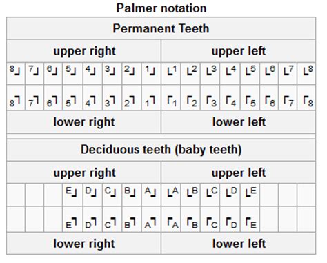 Tooth Numbering System In Dentistry