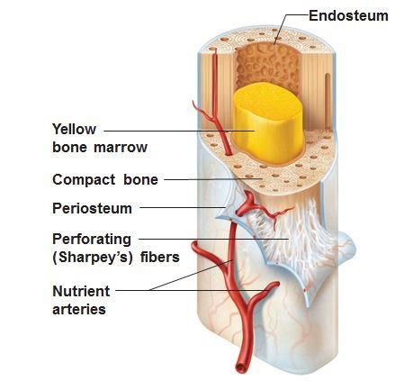 Anatomy Skeletal System Review Flashcards Quizlet