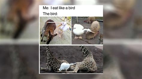 cute animal memes  show   pets