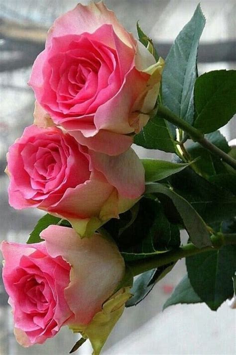 Pin By Olkooo On R E Beautiful Rose Flowers Beautiful Roses