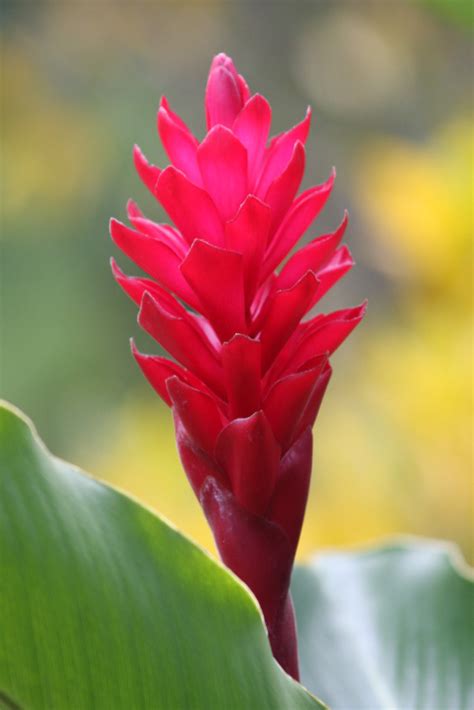 Ginger Lily Flower Edible At Sandra Preston Blog