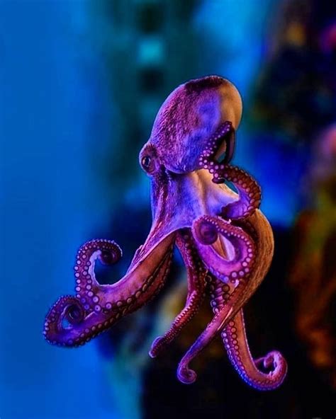 Those Colors Are Just Stunning Octopus Colorful Underwater Dm For