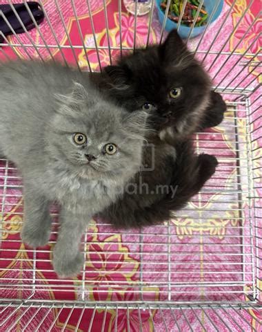 Persian Cat Ipoh Pets For Sale In Ipoh Perak